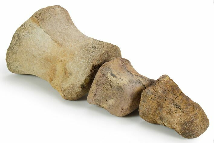 Composite Fossil Hadrosaur Toe (II - , & ) - Montana #352098